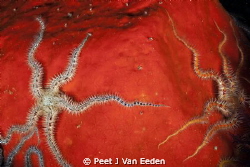 Reaching out by Peet J Van Eeden 
